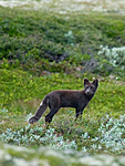 BB 11 0171 / Vulpes lagopus / Fjellrev